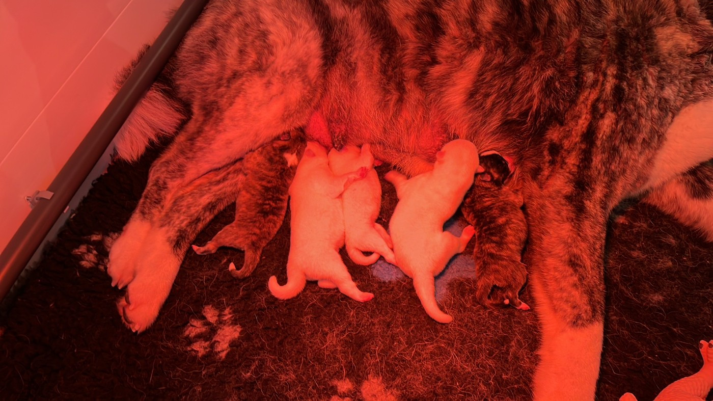 Chiot Akita De L'Arche Impériale