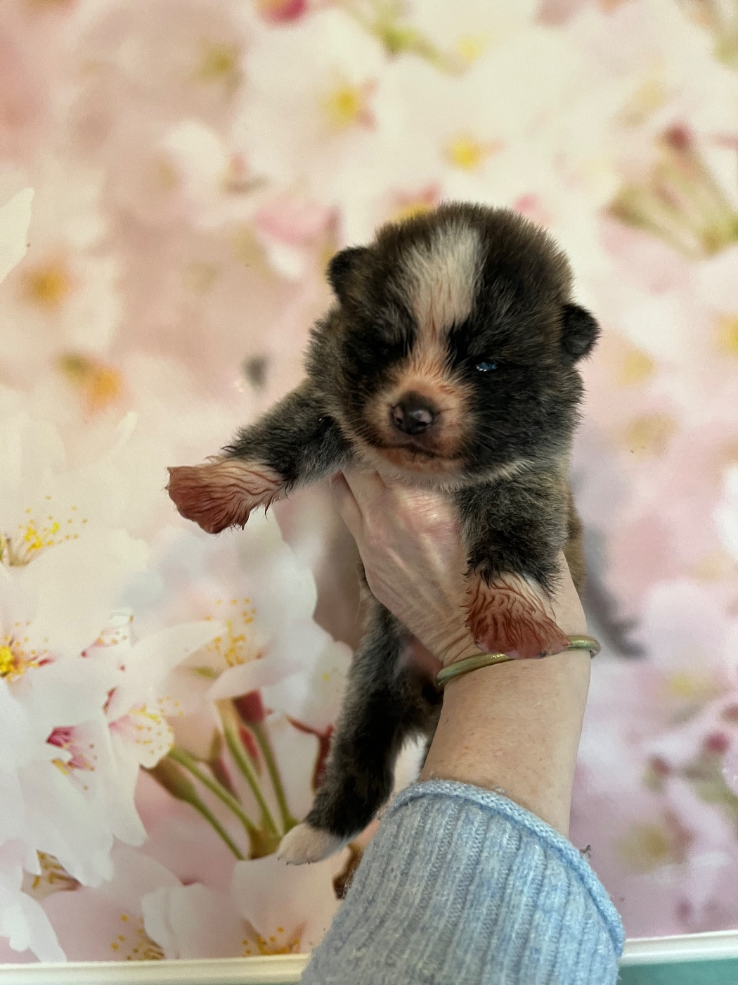 De L'Arche Impériale - Chiots disponibles - Akita