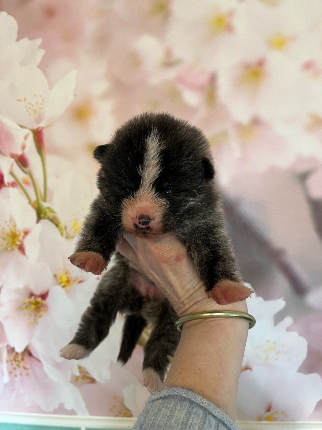 De L'Arche Impériale - Chiots disponibles - Akita