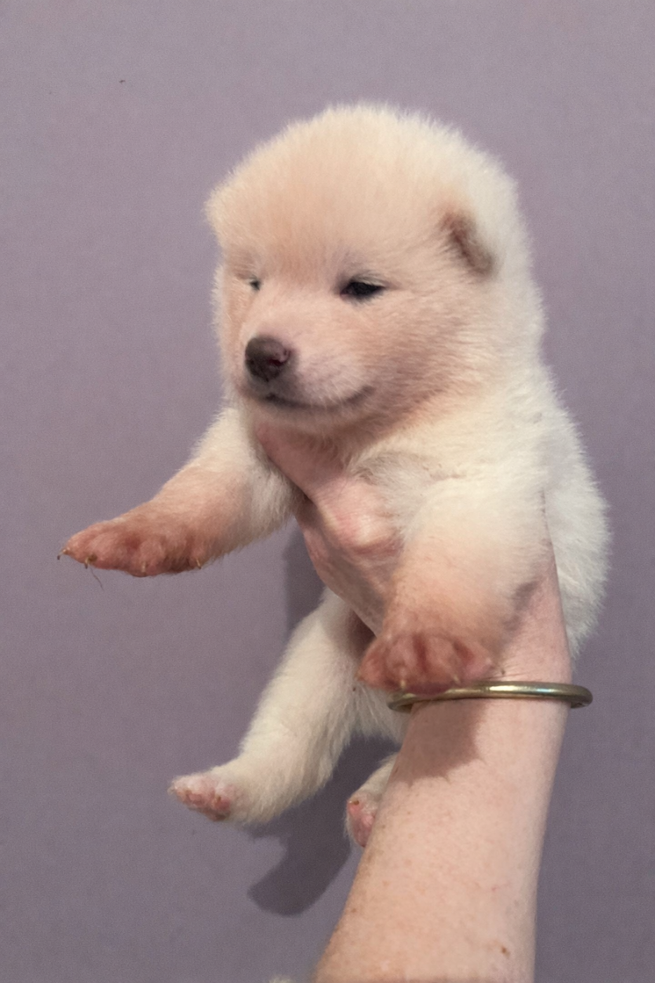 De L'Arche Impériale - Chiots disponibles - Akita