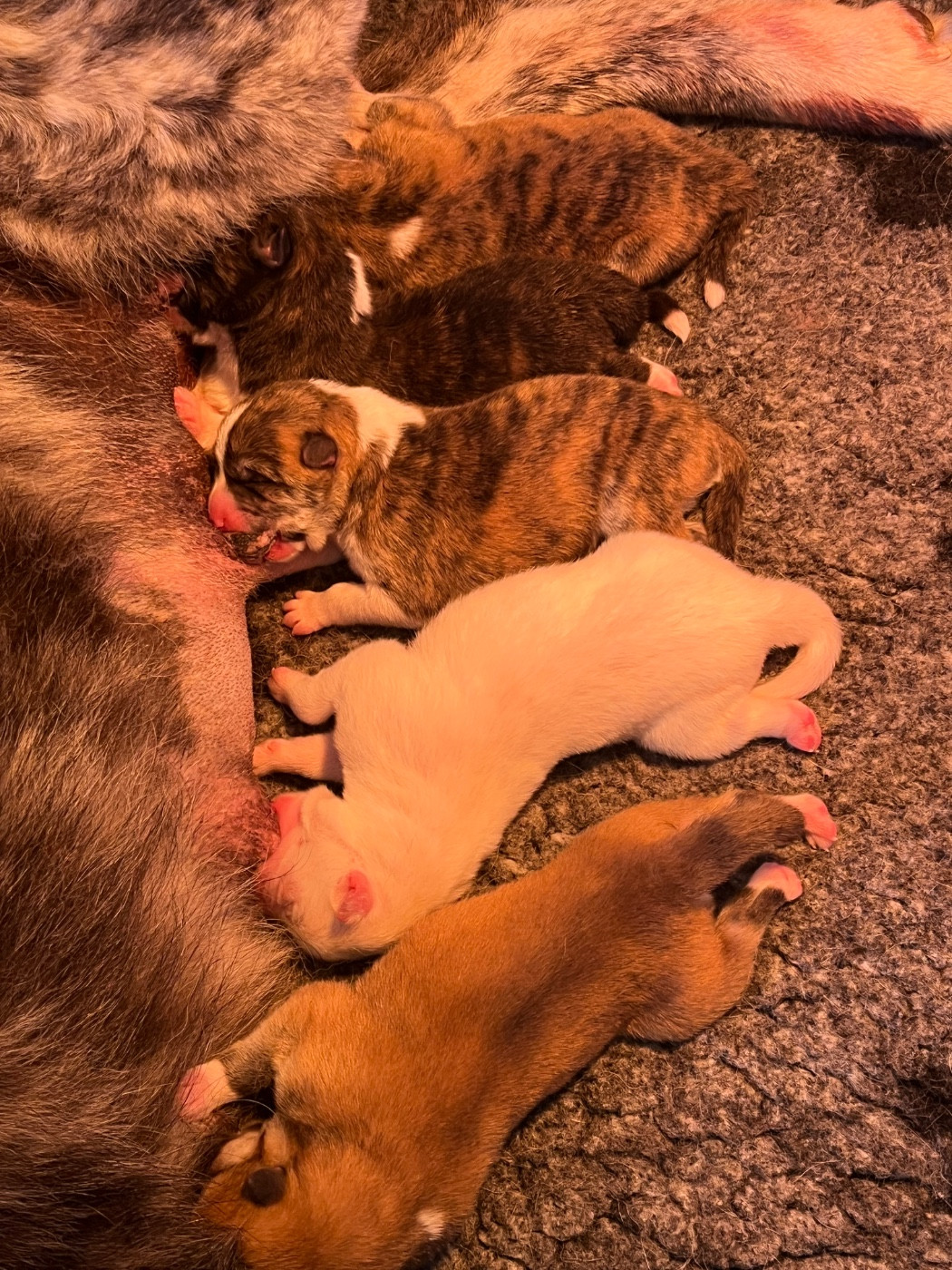 De L'Arche Impériale - Chiots disponibles - Akita