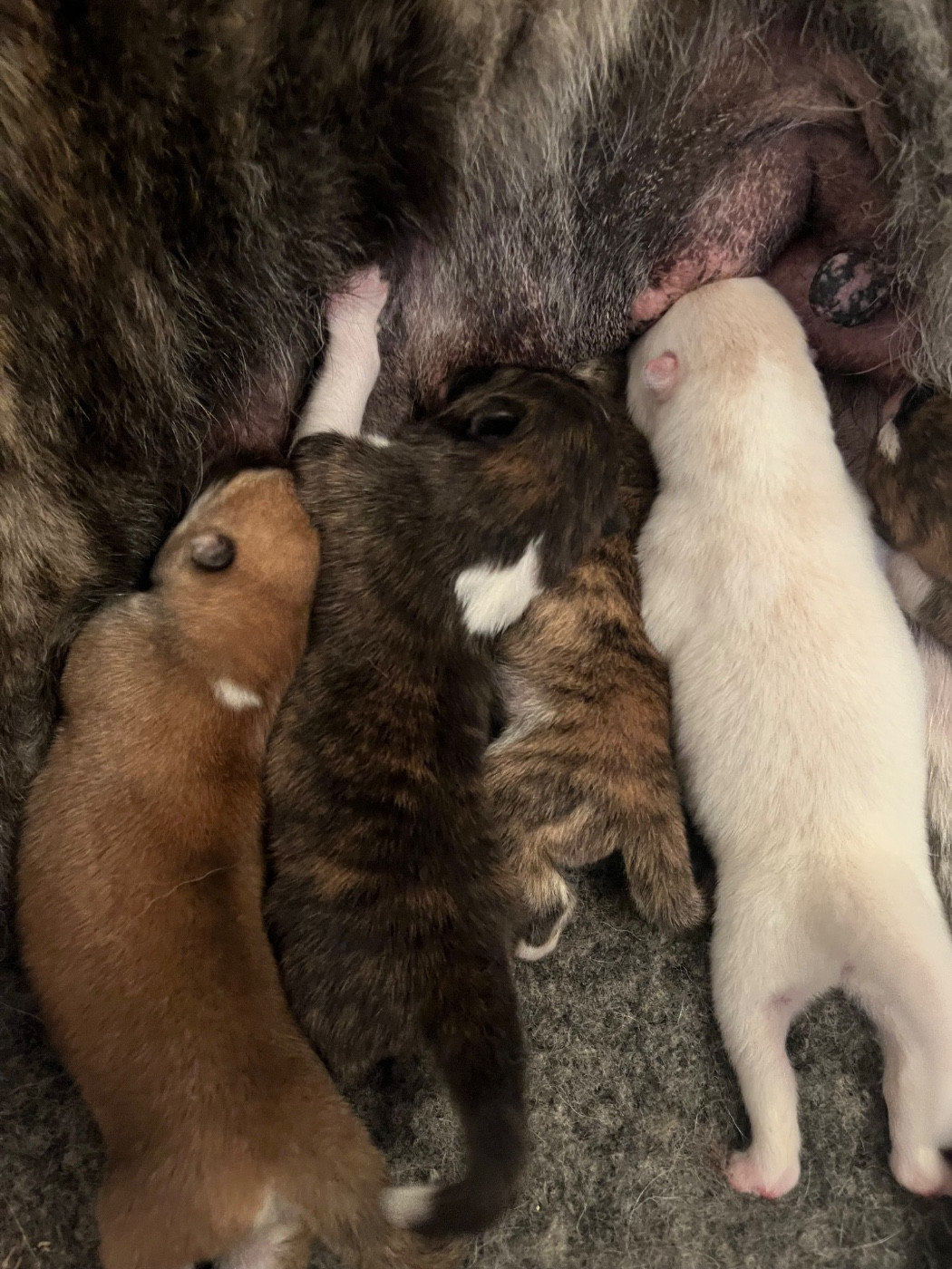 De L'Arche Impériale - Chiots disponibles - Akita