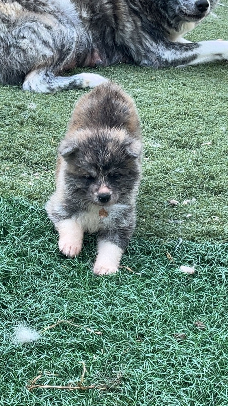 De L'Arche Impériale - Chiots disponibles - Akita