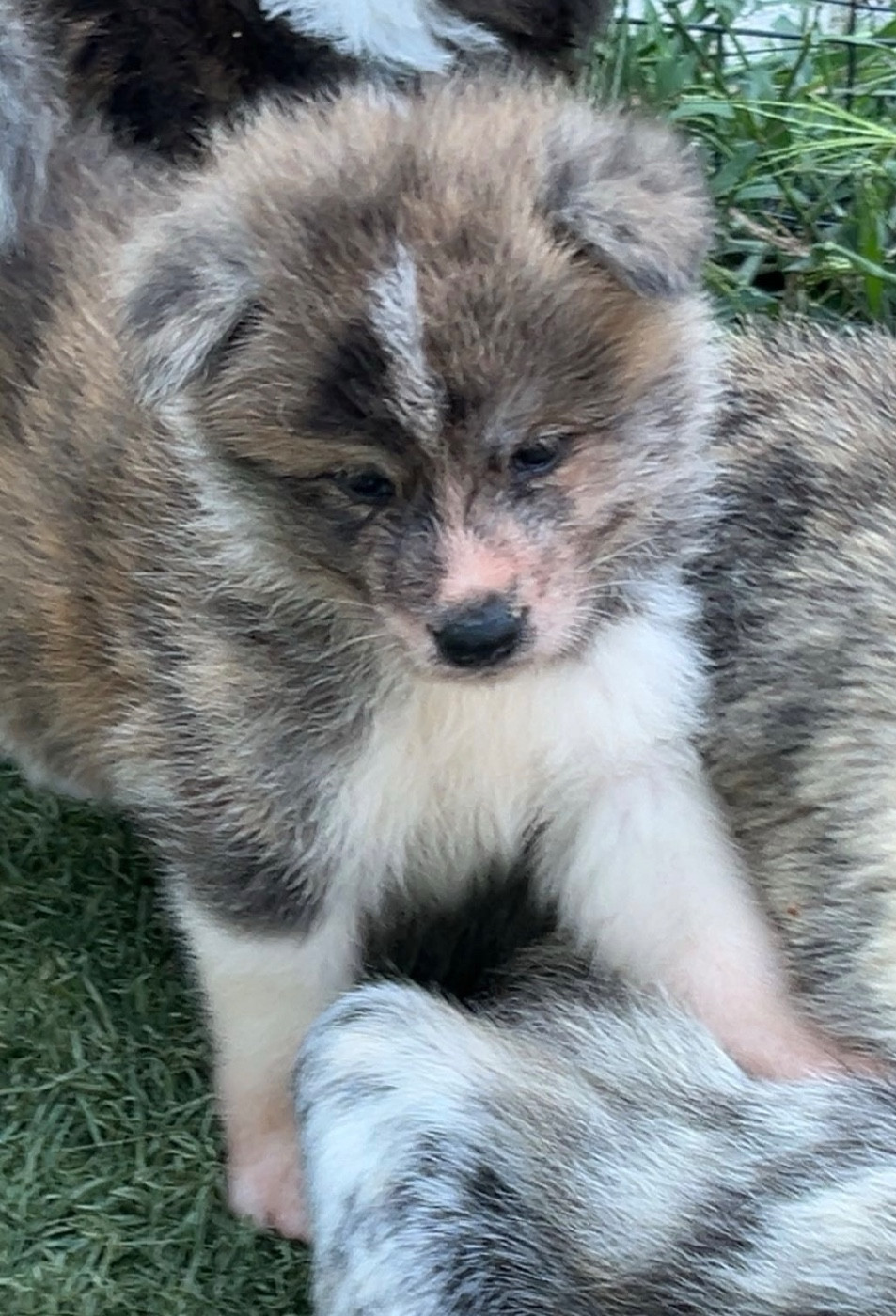 De L'Arche Impériale - Chiots disponibles - Akita