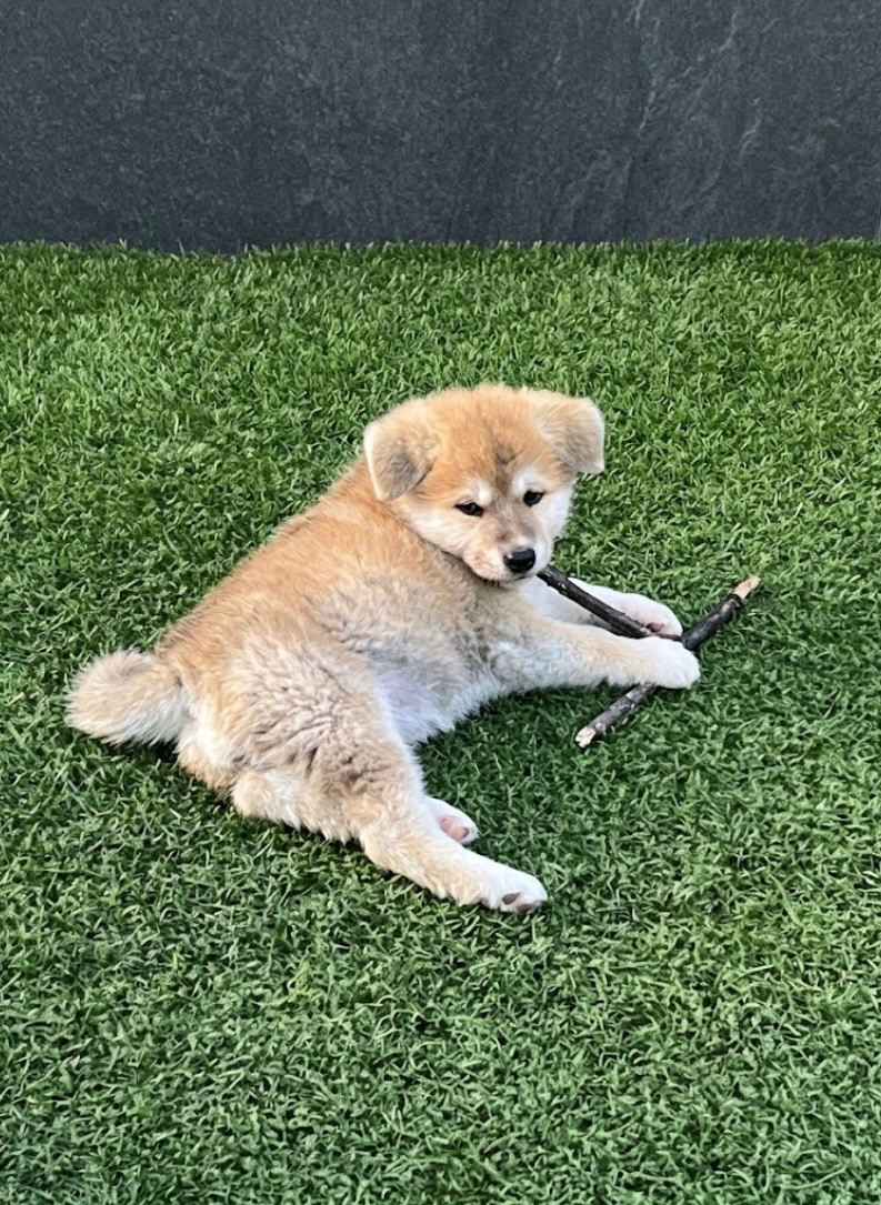 De L'Arche Impériale - Chiots disponibles - Akita