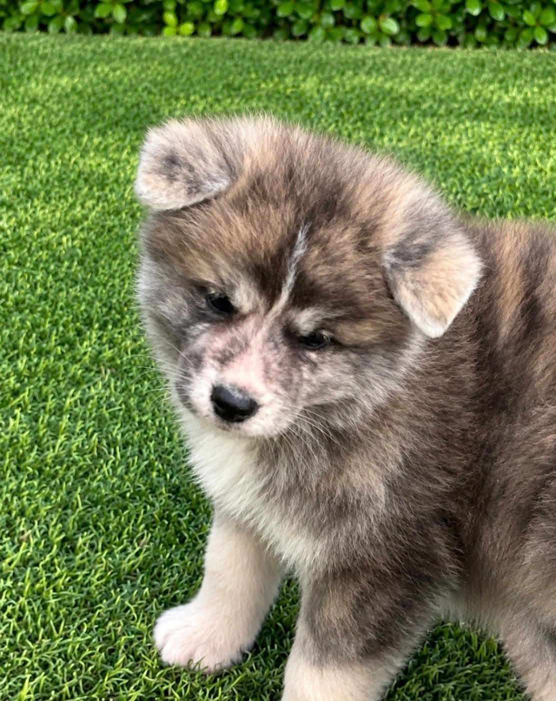 De L'Arche Impériale - Chiots disponibles - Akita