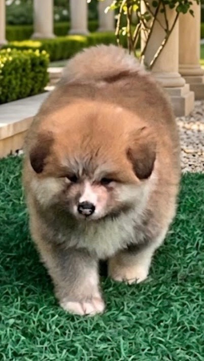 De L'Arche Impériale - Chiots disponibles - Akita