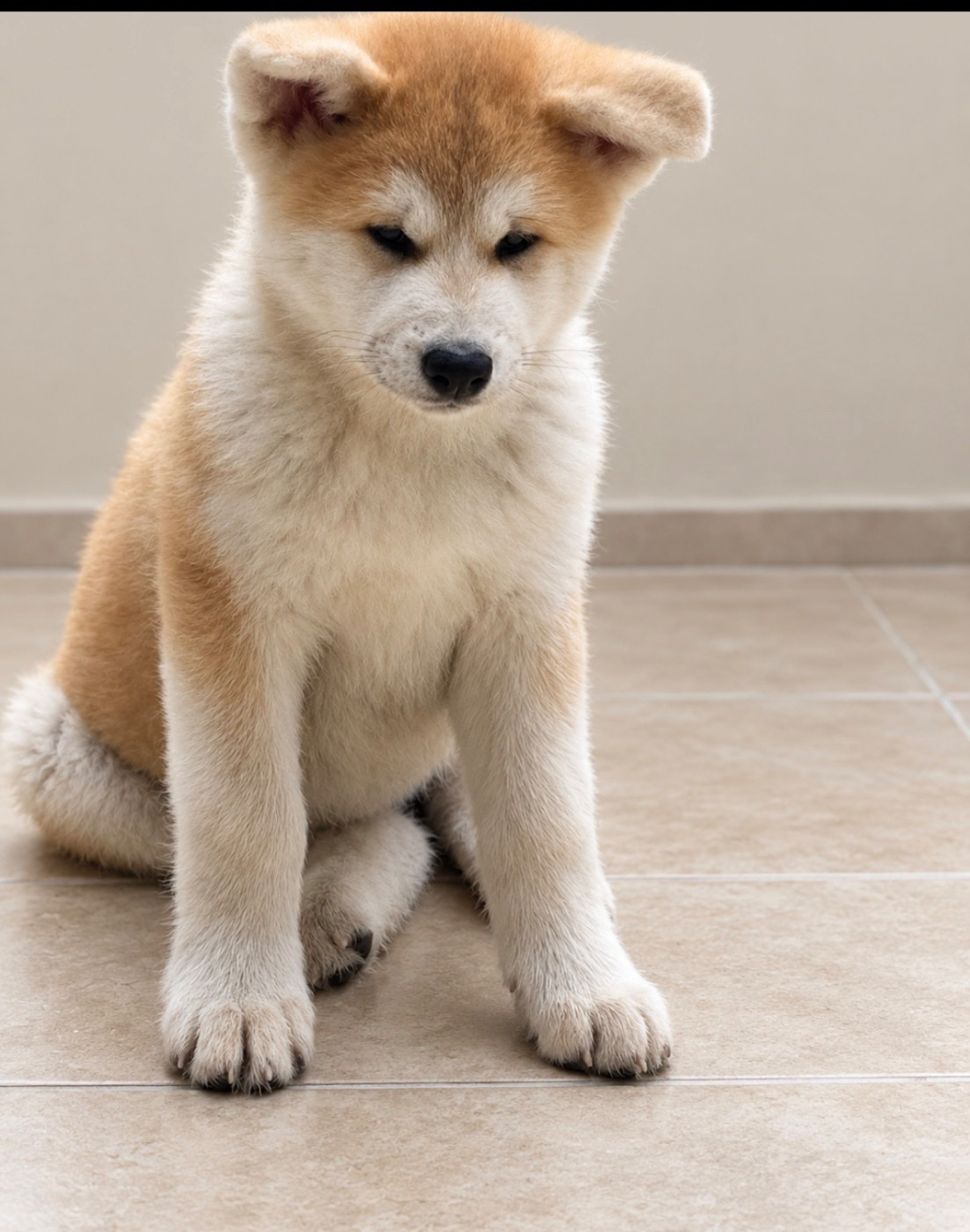 De L'Arche Impériale - Chiots disponibles - Akita