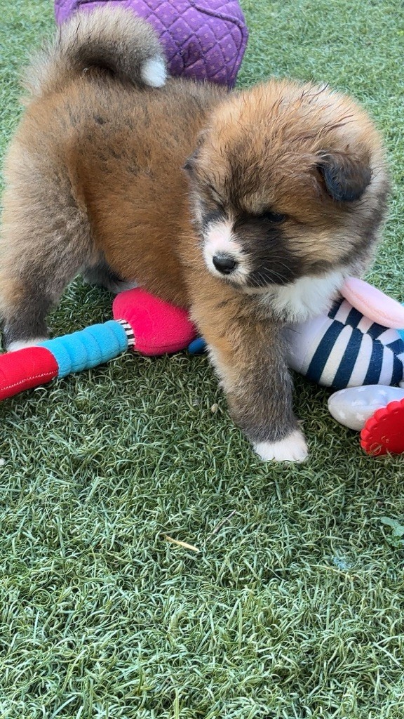De L'Arche Impériale - Chiots disponibles - Akita