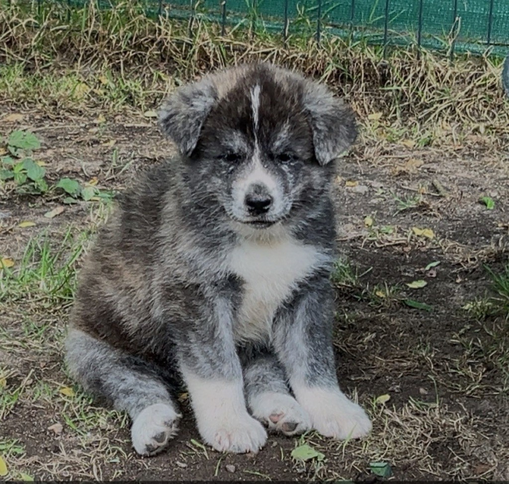De L'Arche Impériale - Chiots disponibles - Akita