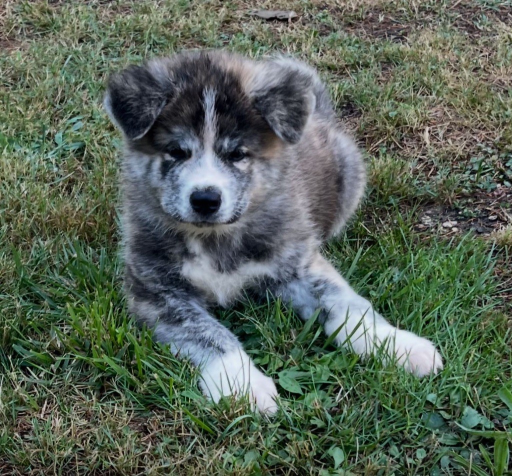 De L'Arche Impériale - Chiots disponibles - Akita