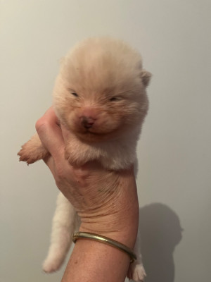 CHIOT 1