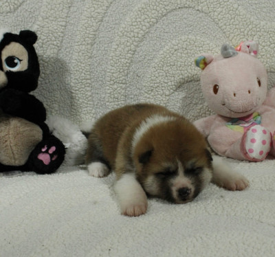 Chiot N°6
