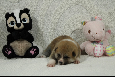 Chiot N°3