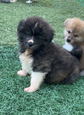 CHIOT 5