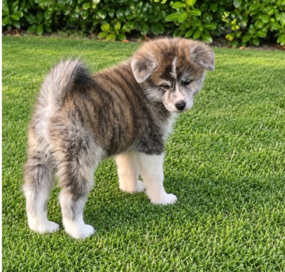 CHIOT 3