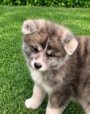 CHIOT 4