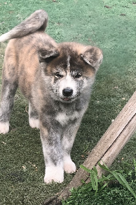 CHIOT 2