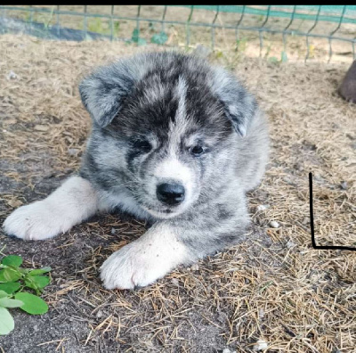 CHIOT 1
