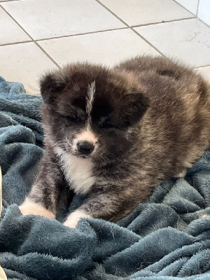 CHIOT