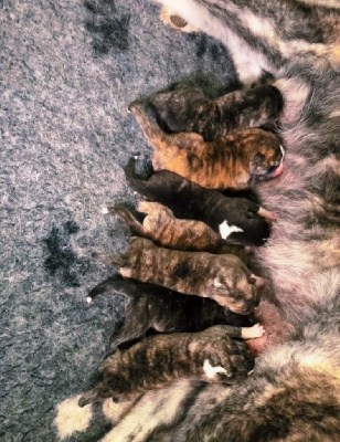CHIOT 6
