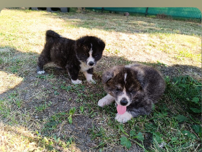 CHIOT 4