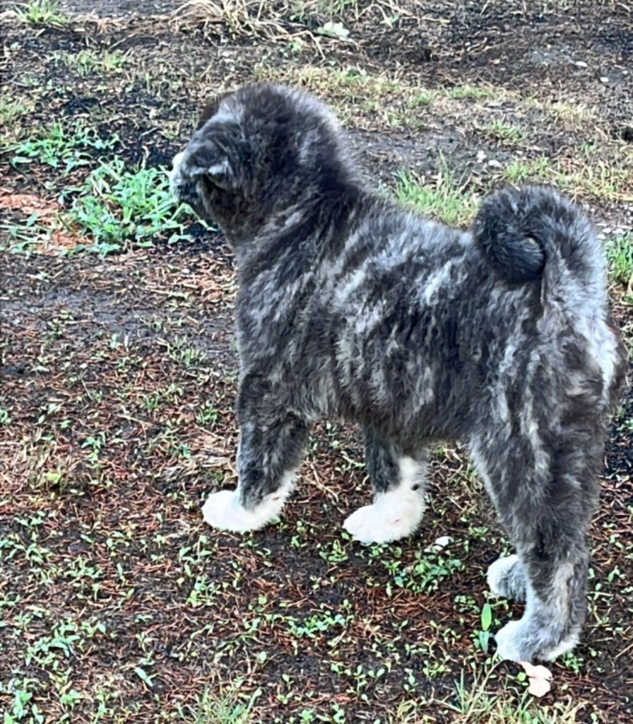 De L'Arche Impériale - Chiots disponibles - Akita