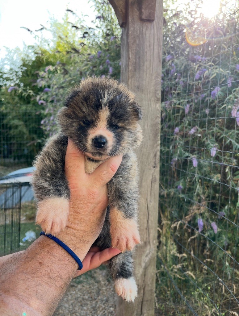 De L'Arche Impériale - Chiots disponibles - Akita