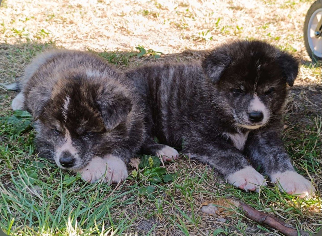 De L'Arche Impériale - Chiots disponibles - Akita