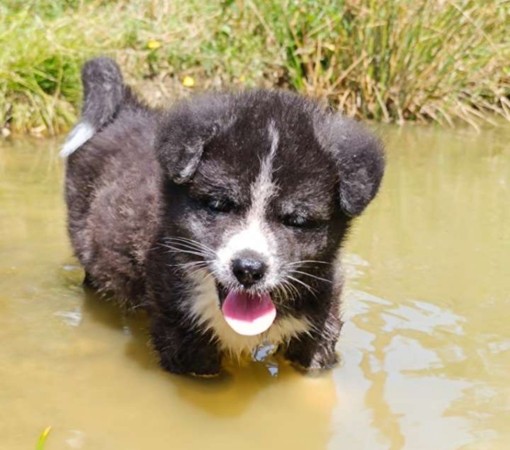De L'Arche Impériale - Chiots disponibles - Akita