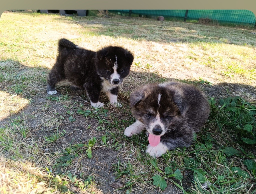 De L'Arche Impériale - Chiots disponibles - Akita