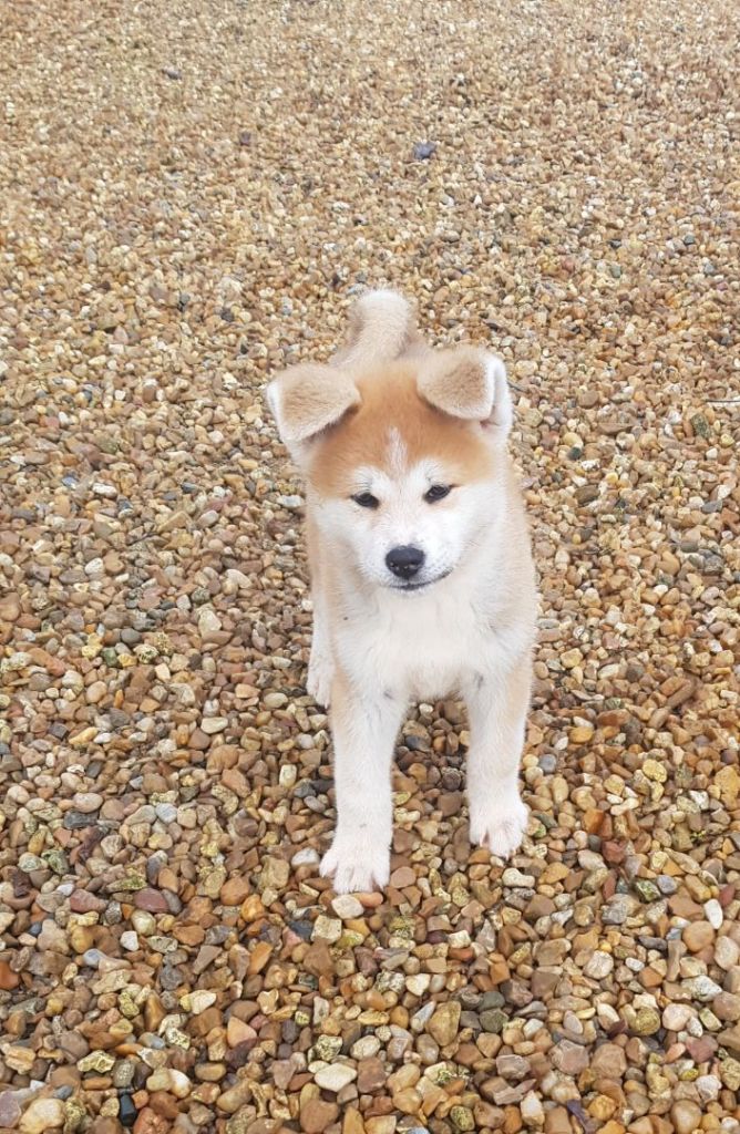 De L'Arche Impériale - Akita - Portée née le 02/11/2022
